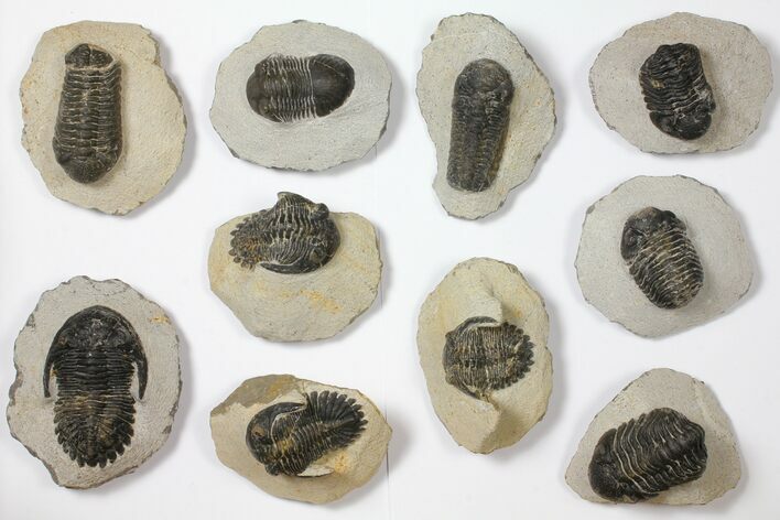 Lot: Assorted Devonian Trilobites - Pieces #119924